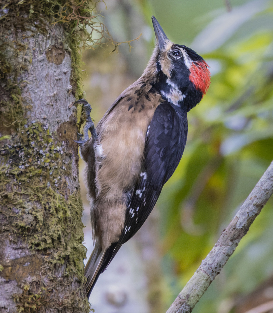 image Hairy Woodpecker